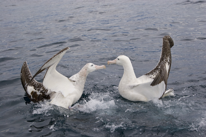 Wandering Albatross FIghting